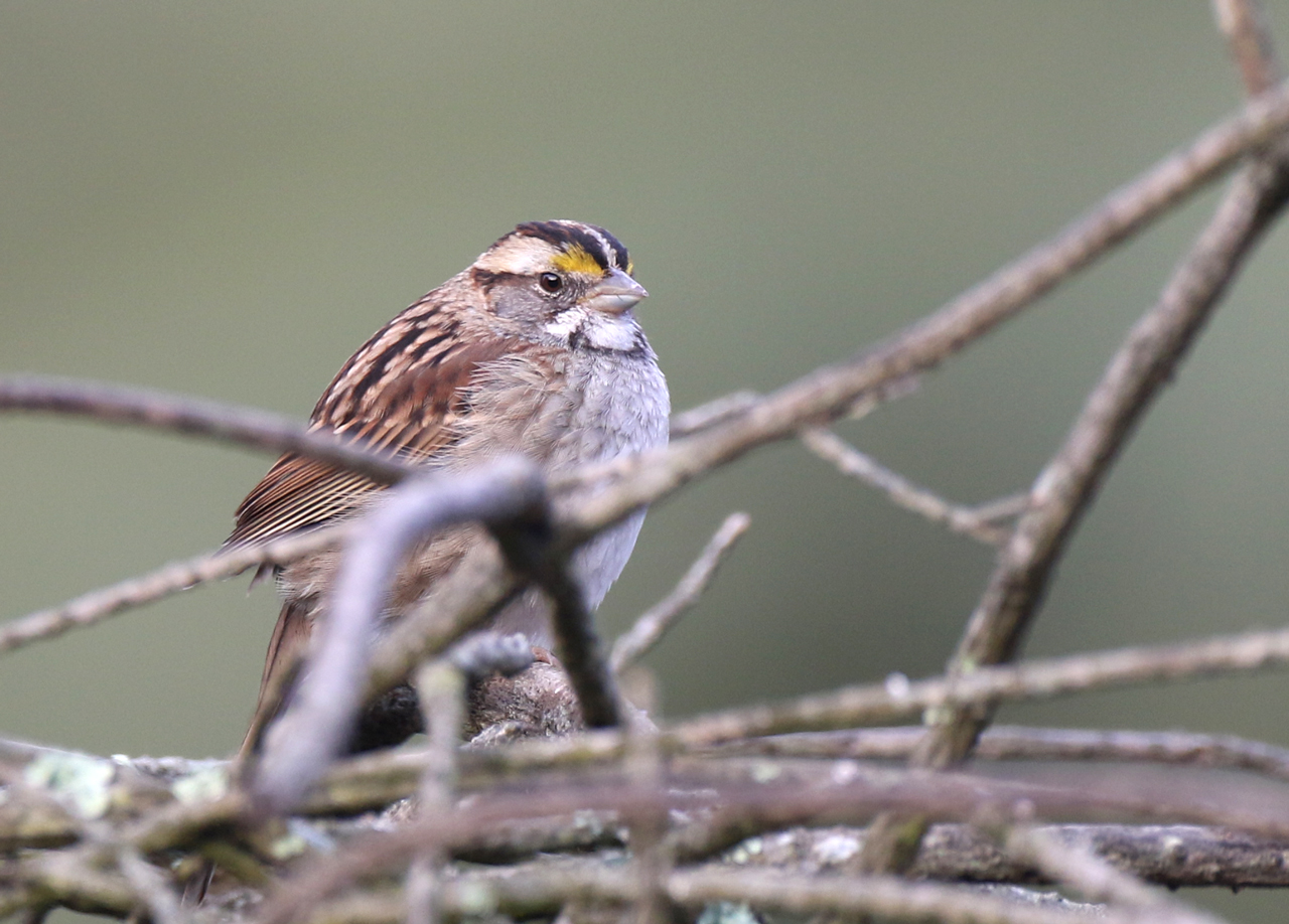 The Birding Lists Digest