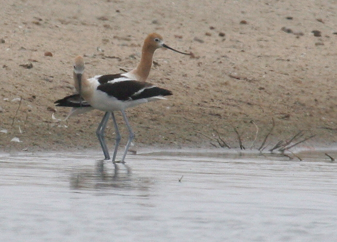 avocet_american_060618a