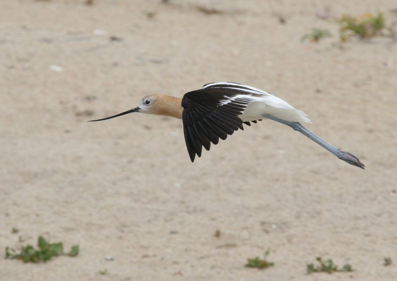 avocet_american_060618b