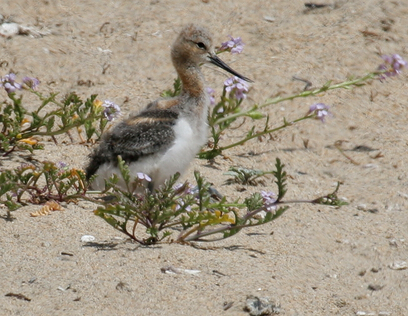 avocet_american_060618c