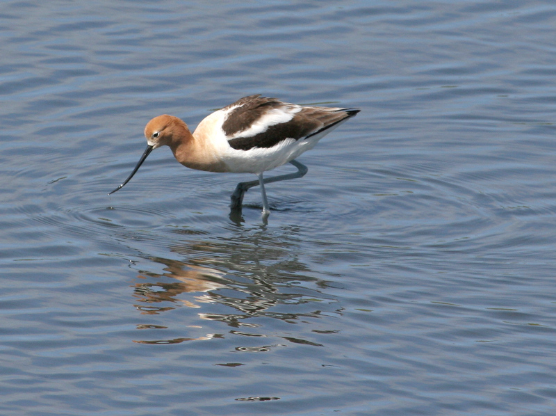 avocet_american_070422a