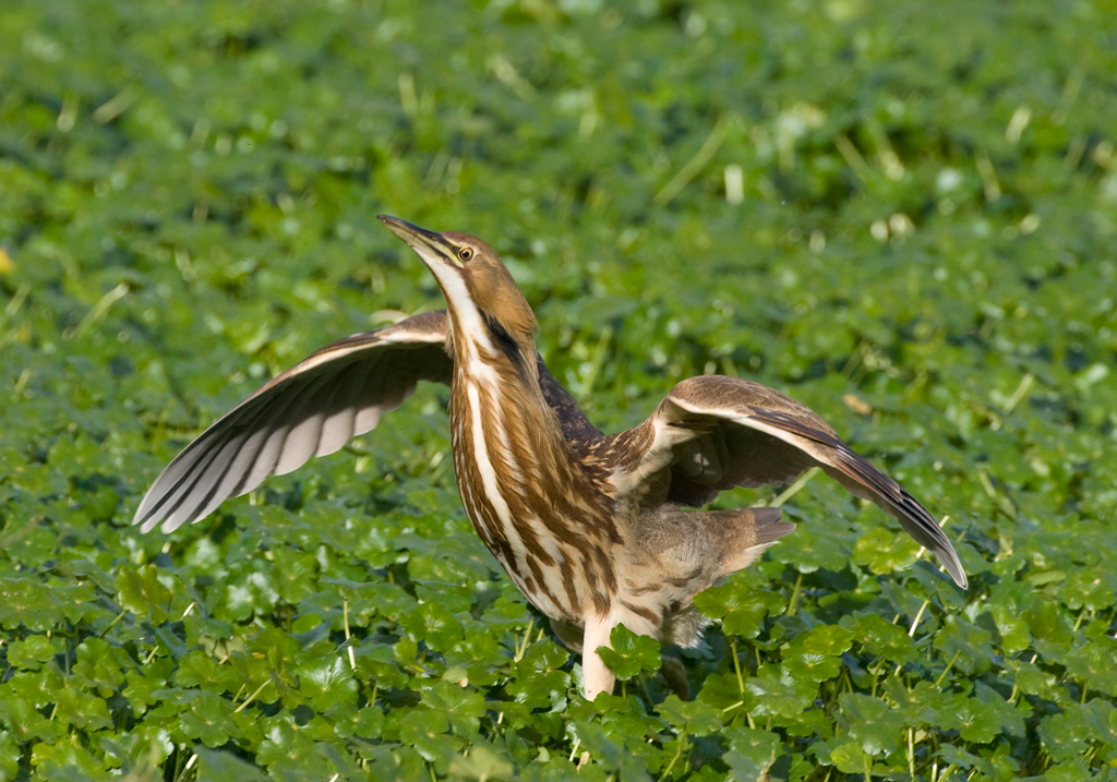 bittern_american_101114