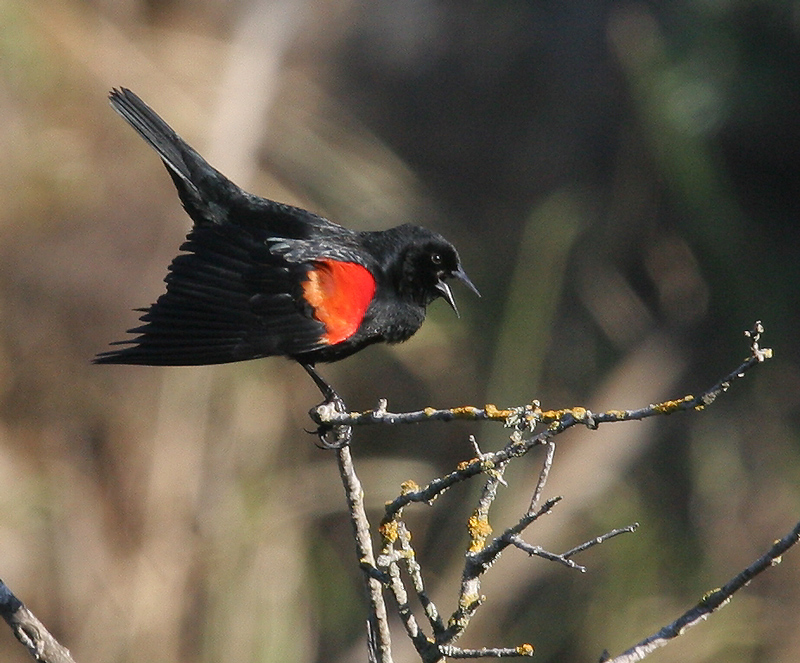 blackbird_red_wing_060211