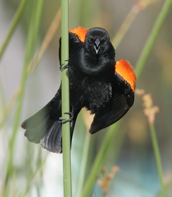 blackbird_red_wing_060326