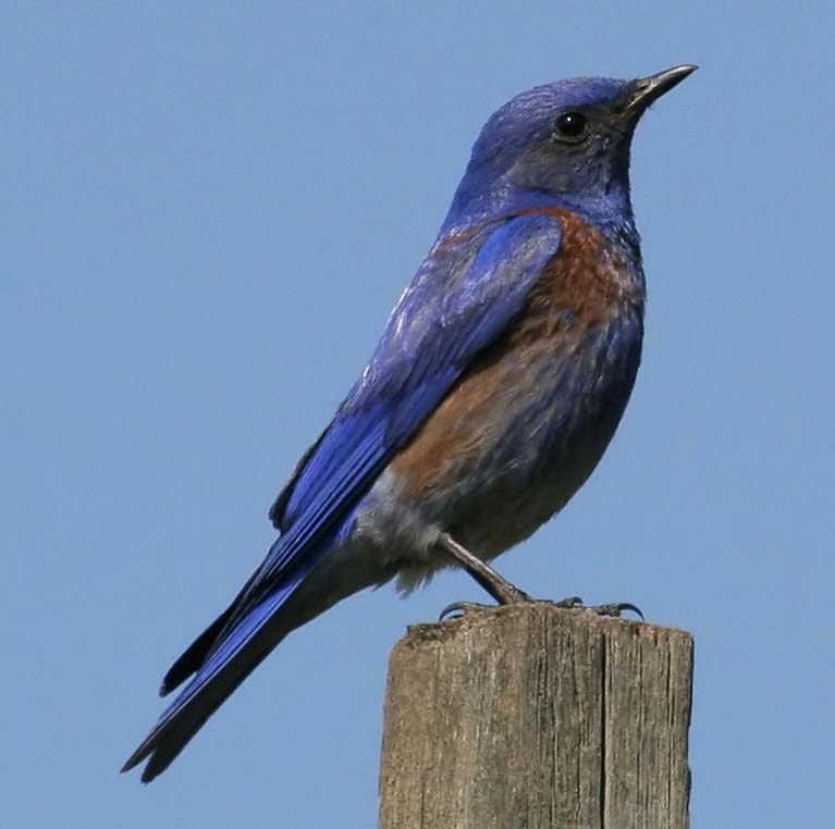 bluebird_western_060506