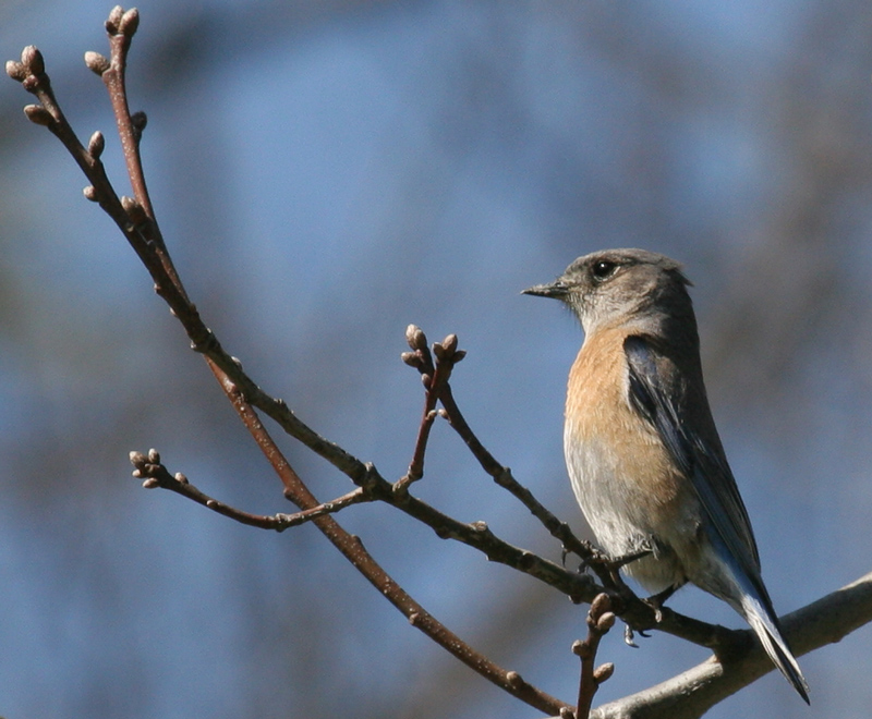 bluebird_western_f_060224