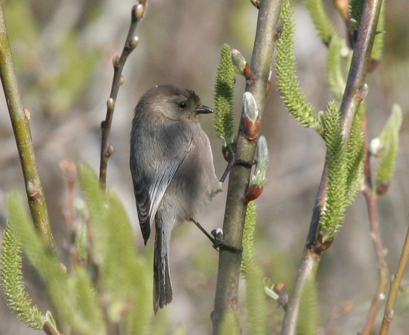 bushtit_060211