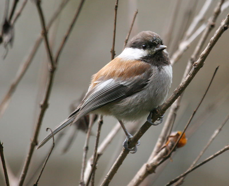 chickadee_chestnut_070225