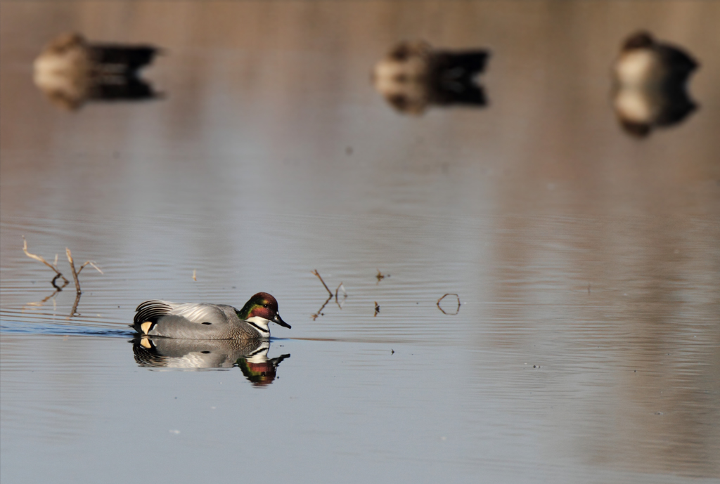 duck_falcated_12262011b