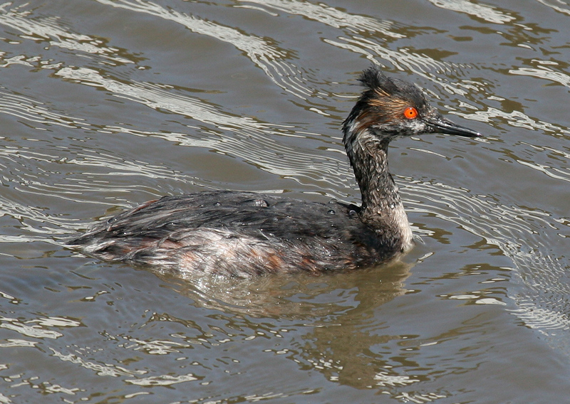 grebe_eared_070422