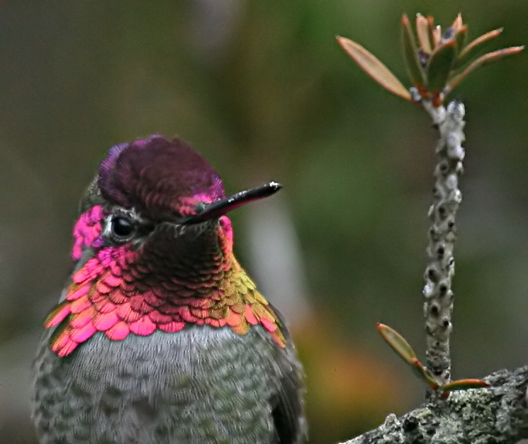 hummer_annas_080223a