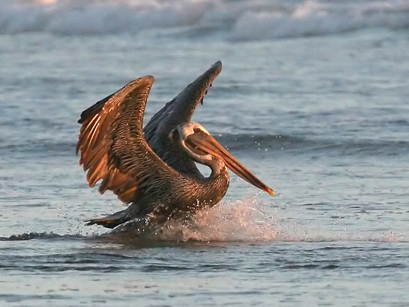 pelican_brown_060731c