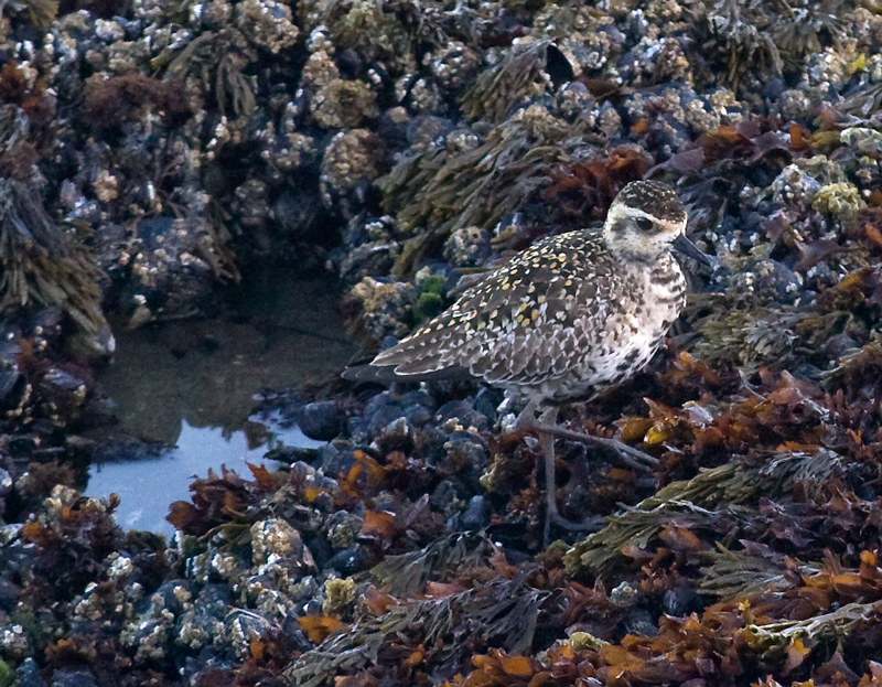 plover_pac_golden_juv_0283