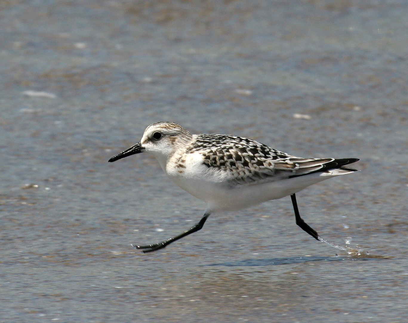 sanderling_080830_large