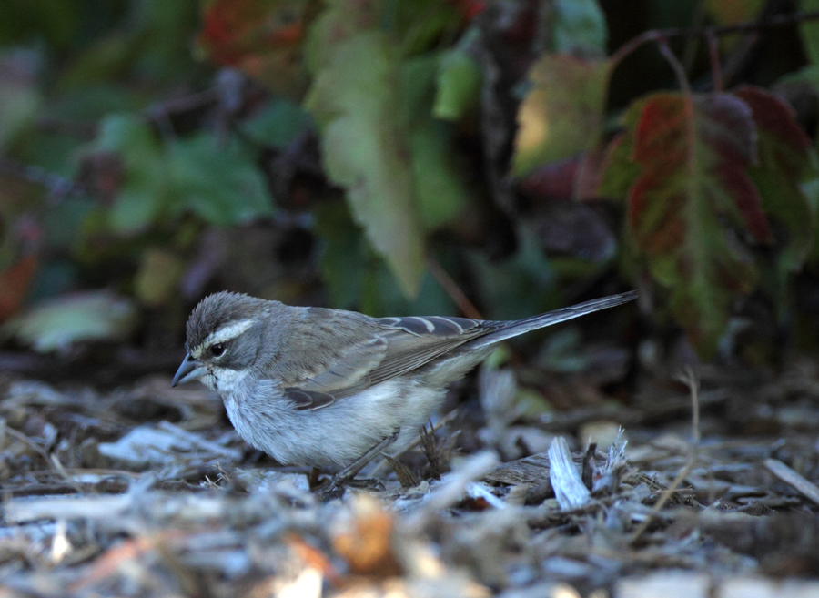 sparrow_black-throated0345