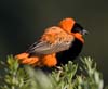 bishop_orange_091003a