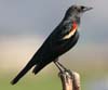 blackbird_tricolored_00208