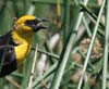 blackbird_yellw_hded_00210