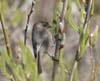 bushtit_060211