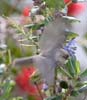 bushtit_120226