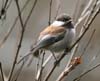 chickadee_chestnut_070225