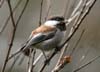 chickadee_chestnut_070225b