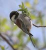 chickadee_chstnut_060407