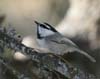 chickadee_mountain_061119b