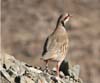 chukar_071003