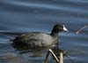 coot_060122b