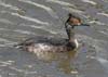 grebe_eared_070422