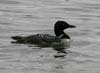loon_common_080720