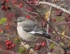 mockingbird_northern_00224