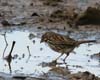 sparrow_song_060107