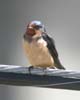 swallow_barn_040501