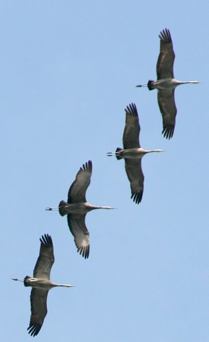 060907_cranes_sandhill