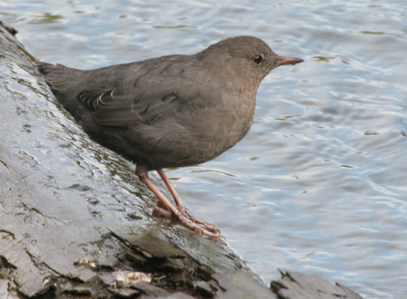 060907_dipper_american