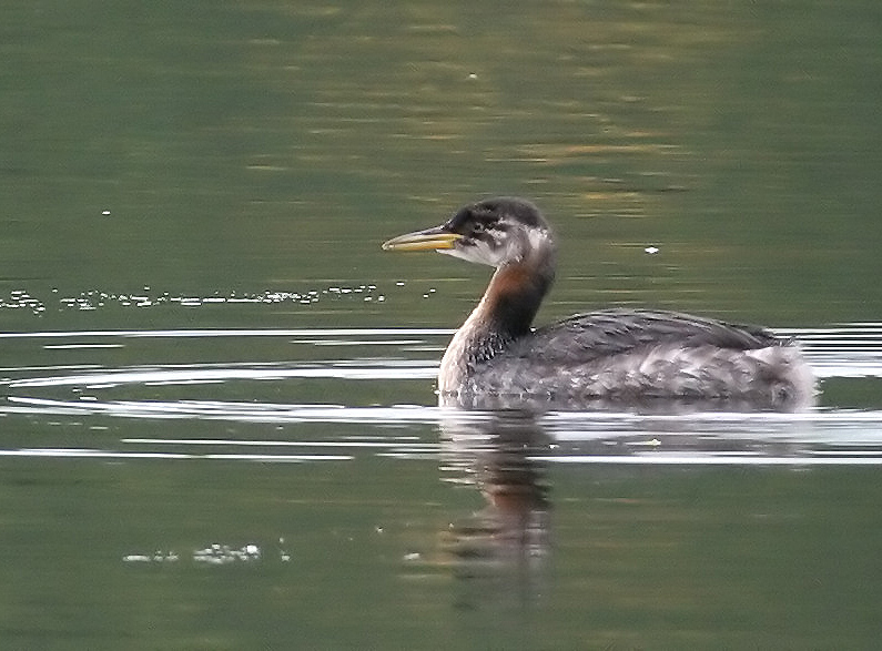 060907_grebe_red_neck