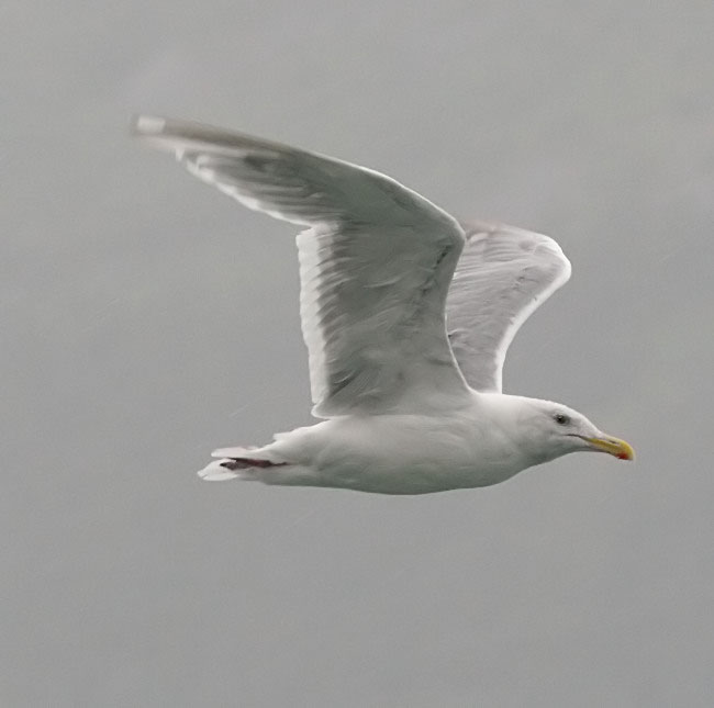 060908_gull_glaucus_winged