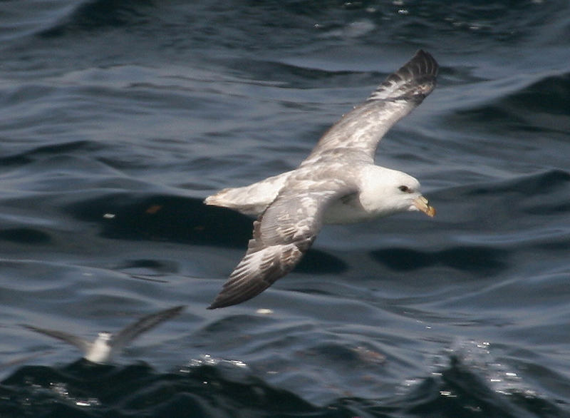 060909_fulmar_northern