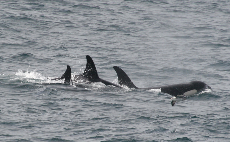 060909_orcas_a