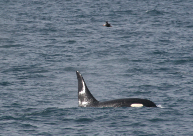060909_orcas_b