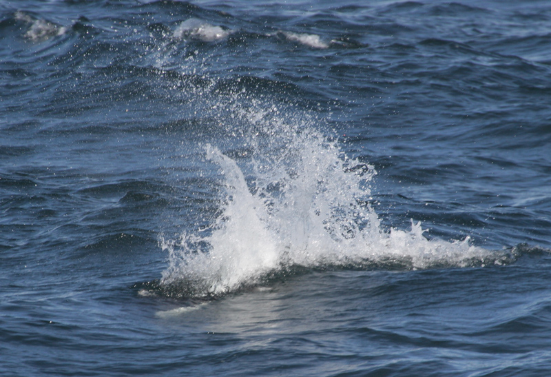 060909_porpoise_dalls