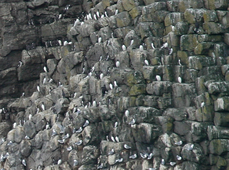 060910_bird_colonies_d