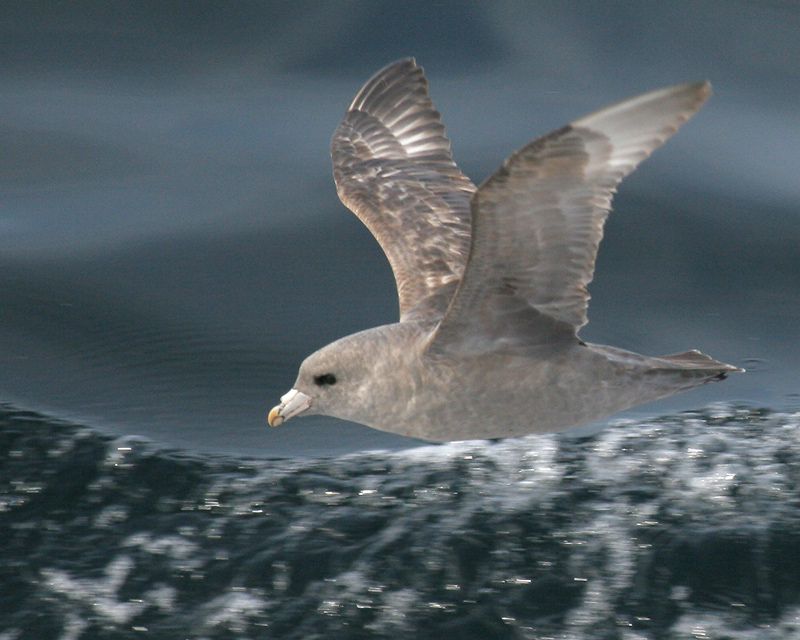 060910_fulmar_northern