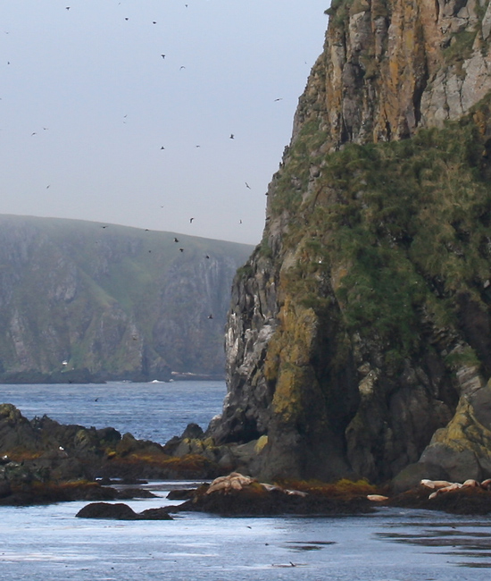 060911_alleutian_alcid0024