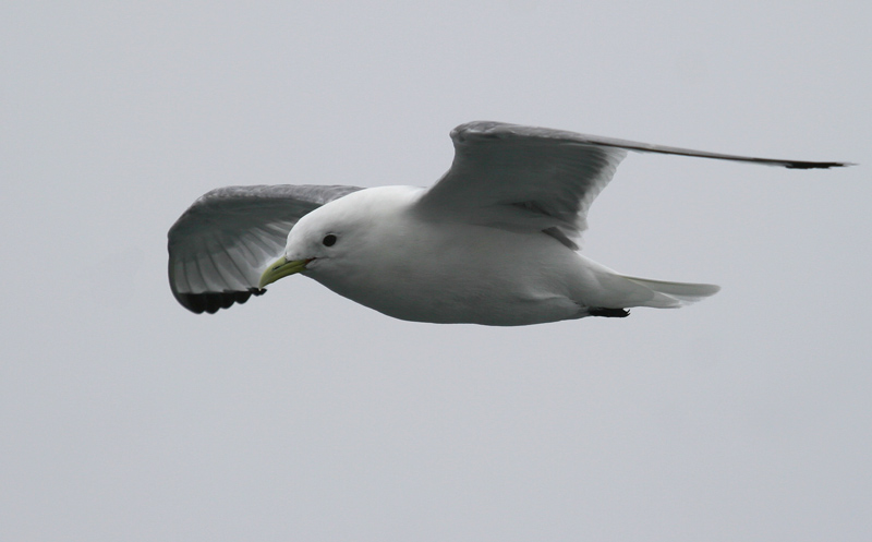 060911_kittiwake_black0026