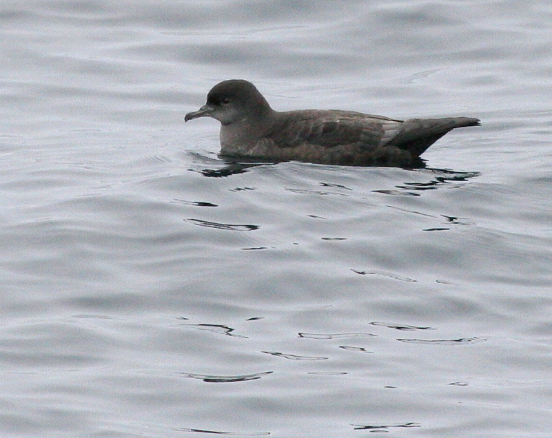 060911_shearwater_shor0029