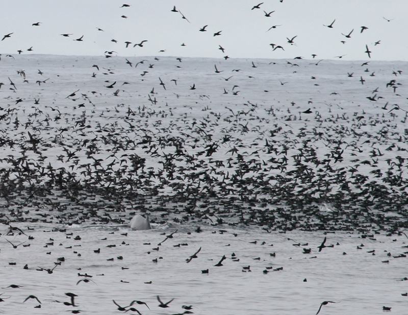 060911_shearwaters_hum0030