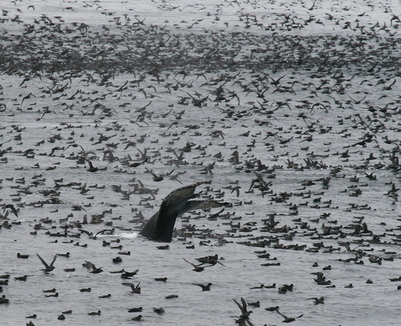 060911_shearwaters_hum0031